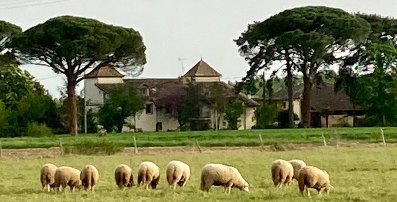 Domaine De Menerque - Petit Chateau Avec Piscine Lisle-sur-Tarn Εξωτερικό φωτογραφία